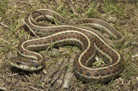 <p>Genus: Thamnophis</p>