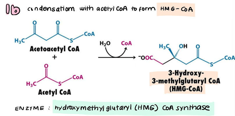 <p>1b) acetoacetyl CoA + acetyl CoA → <strong>HMG-CoA</strong></p>