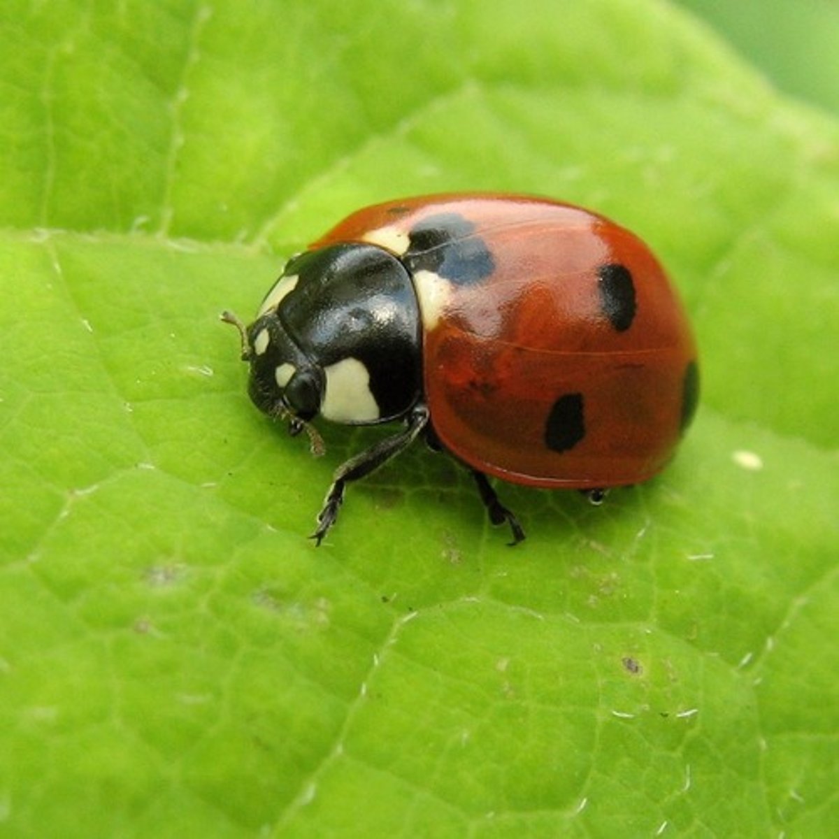 <p>Lady beetles</p>