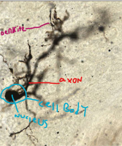 <p>cerebellum</p>