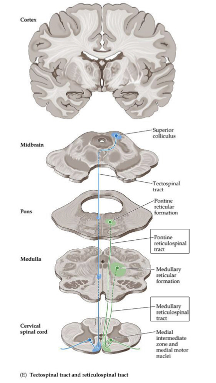 <ul><li><p>Originates Pons (Pontine) and Medullary (Medulla)</p><ul><li><p>Both Descend Ipsilaterally in Medial SC</p></li><li><p>Both Enter Anterior Horn to Synapse w LMN</p></li></ul></li><li><p>Ends Through Entire SC</p></li></ul>