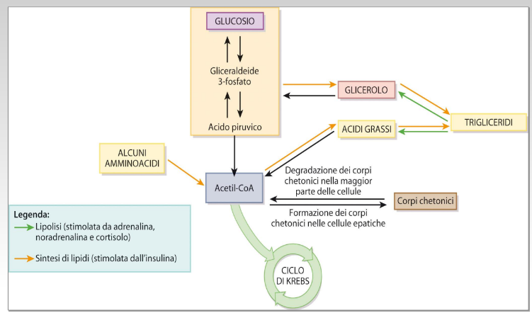 metabolismo dei lipidi (liposi)