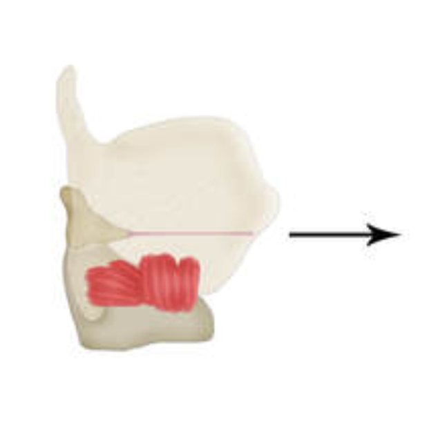 <p>what is this muscle? what does it do?</p>