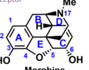 <ul><li><p>phenanthrene system </p><ul><li><p>core ABC rings </p></li></ul></li></ul><p></p>