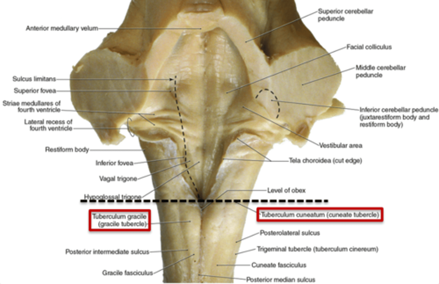 <p>1. gracile tubercles (more medial, touch/proprioception from <u>lower body)</u></p><p>2. cuneate tubercles (more lateral,&nbsp;touch/proprioception from <u>upper body)</u></p>