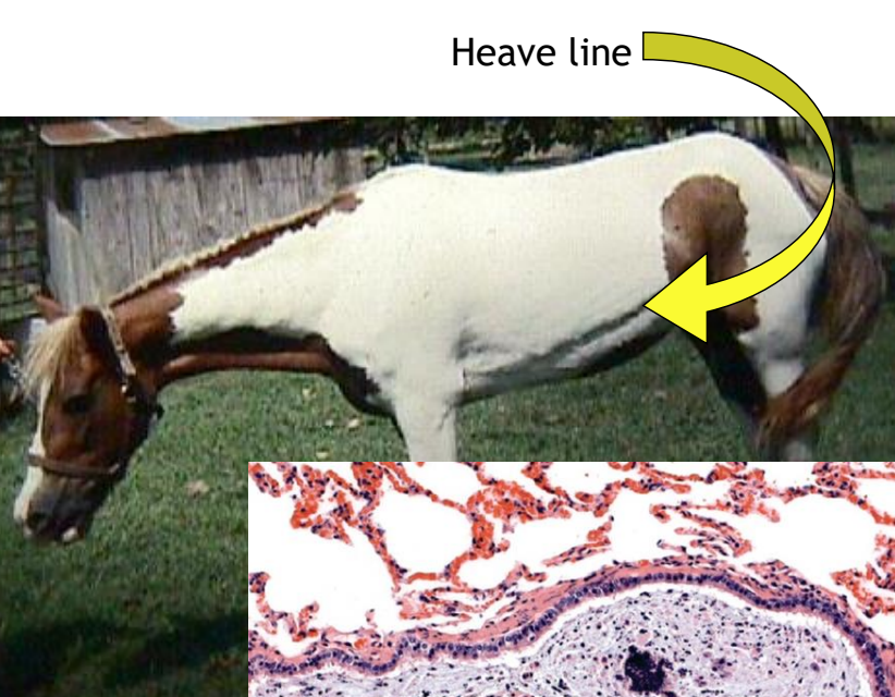 <ul><li><p>exercise intolerance</p></li><li><p>coughing</p></li><li><p>expiratory dyspnea</p></li><li><p>external abdominal oblique hypertrophy (heave line)</p></li></ul><p></p>