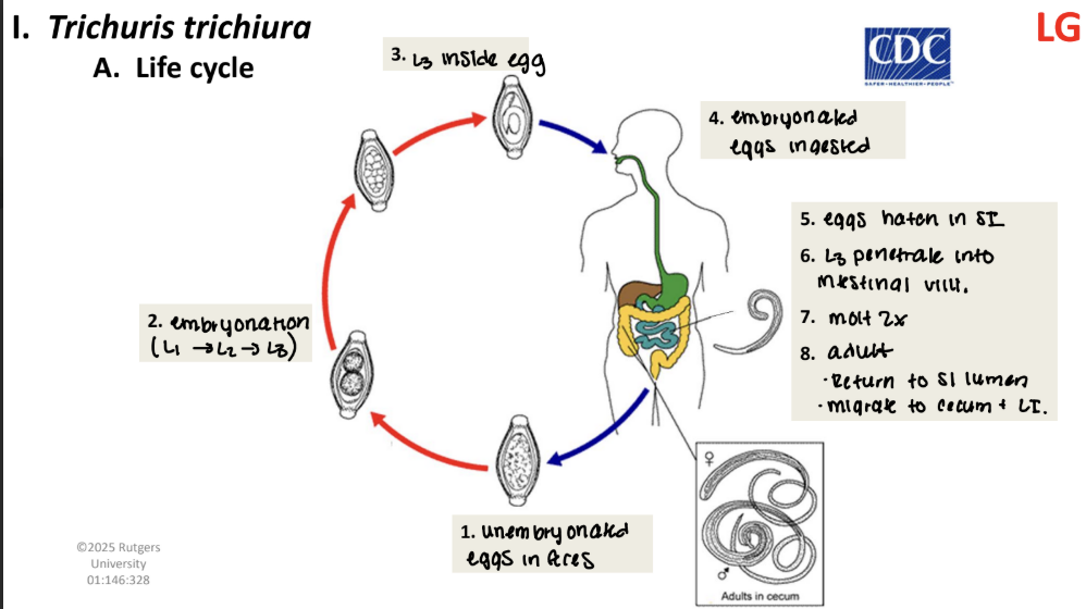 <ol><li><p>unembryonated eggs in feces</p></li><li><p>embryonation (L1→ L2→ L3) </p></li><li><p>L3 inside egg</p></li><li><p>embryonated eggs ingested</p></li><li><p>eggs hatch in SI</p></li><li><p>L3 penetrate into intestinal wall</p></li><li><p>molt 2x</p></li><li><p>adult</p><ul><li><p>return to SI lumen</p></li><li><p>migrate to cecum + LI. </p></li></ul></li></ol><p></p>