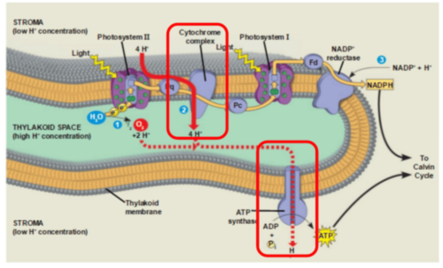 <p>Transport proteins move materials across the membrane; Cytochrome Complex B actively pumps hydrogen ions from the stroma to the thylakoid space; ATP synthase transports hydrogen ions into the stroma via facilitated diffusion from the thylakoid space</p>