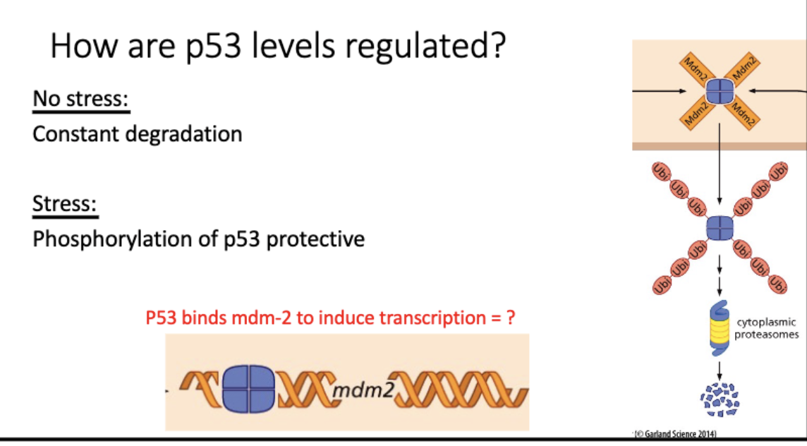 <p>no stress - constantly made + degraded</p><p>mdm2 (e3 upiq ligase) →→ proteosome</p><p>= low p53 levels</p><p></p><p>stress - p53(P)</p><p>cant be degraded, blocks mdm2 binding</p><p>= high p53 levels</p><p>promote apop, repair, etc</p><p>p53+mdm2 promoter = transcription of mdm2 and more degradation</p>