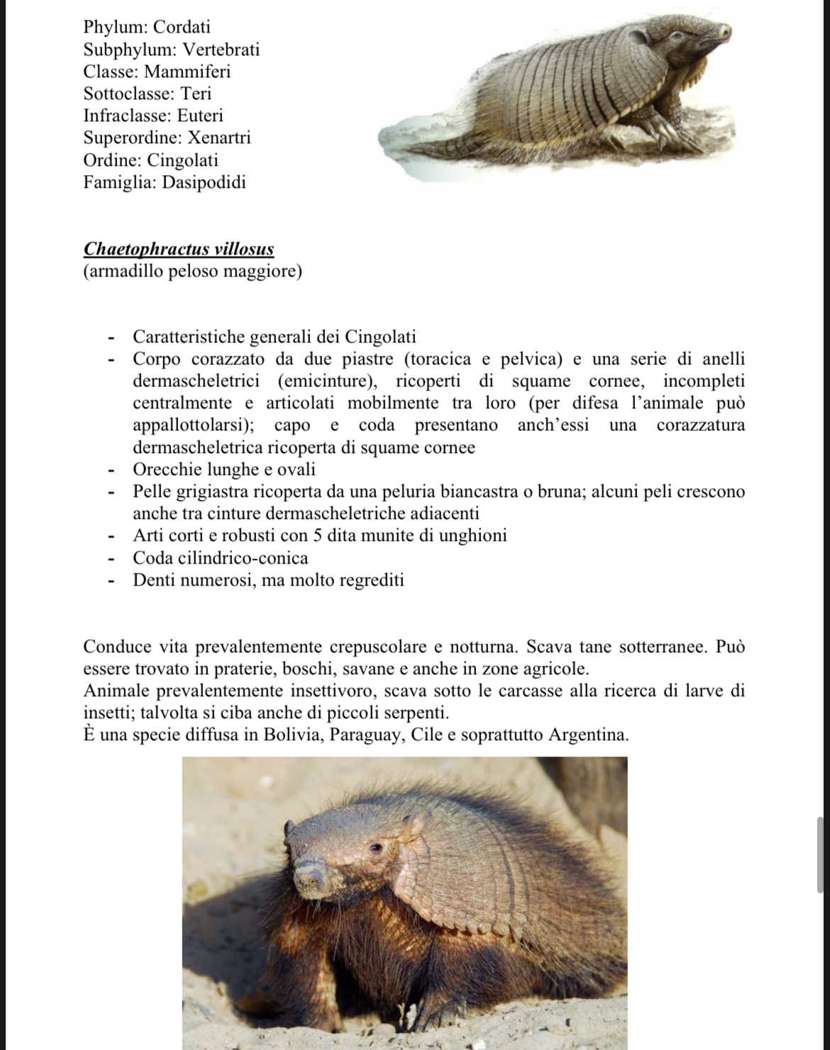<p>Dermascheletro di armadillo</p>