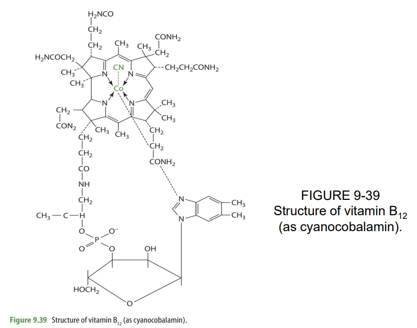 <p>Macrocyclic rings made w/ 4 pyrrole rings, linked w/ colbalt</p>