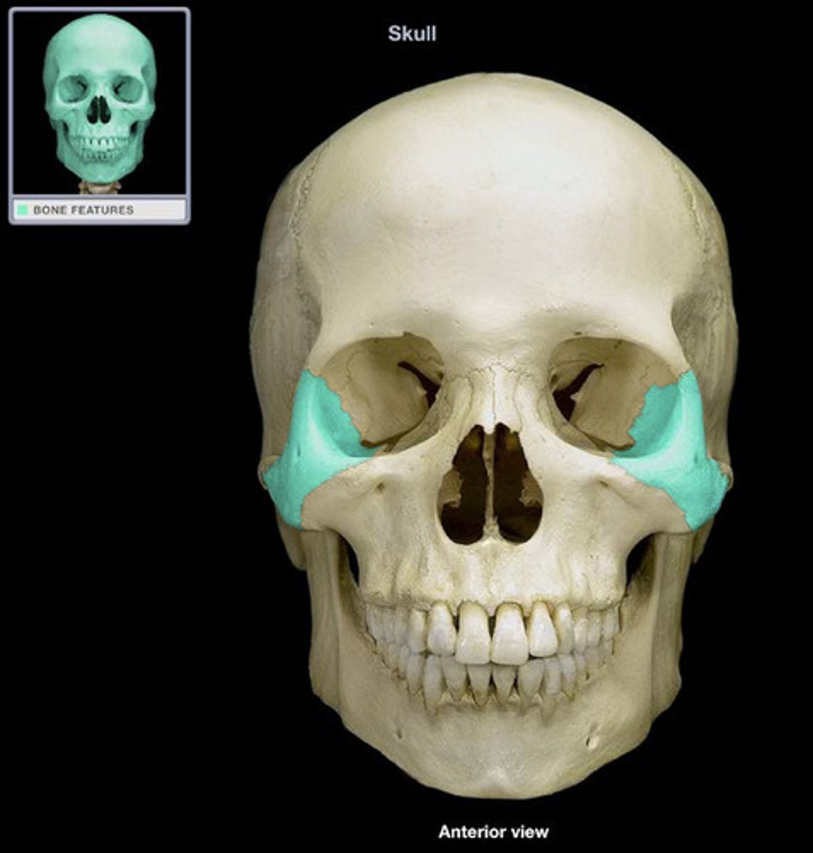 <p>Facial Bones (Know left/right)</p>