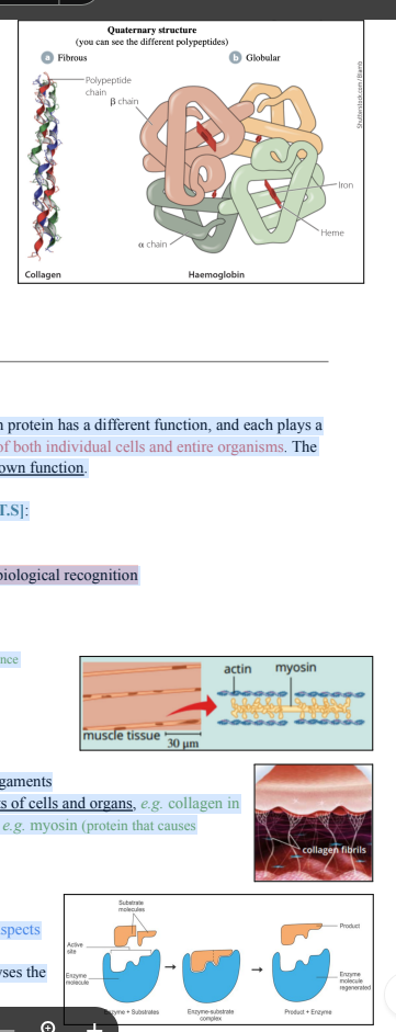 <p>Types of Proteins in Cells</p><p>Different types of tissues contain different proteins.</p><p>There are two groups:</p><p>1. Fibrous Proteins: Stringy/hairlike</p><p>Form structural components in cells and tissues</p><p>They’re long and soluble in water</p><p>e.g. Collagen, found in skin</p><p>2. Globular Proteins: Honey-like, globby</p><p>Usually spherical in shape and are compact and</p><p>soluble in water</p><p>They are often transport proteins</p><p>e.g. Haemoglobin which transports oxygen around</p><p>the body</p><p>Function of Proteins</p><p>There are many different types of proteins in organisms. Each protein has a different function, and each plays a</p><p>vital role in the regulation*, functioning and maintenance of both individual cells and entire organisms. The</p><p>specific structure** of each protein enables it to carry out its own function.</p><p>Proteins can be classified according to their function [S.E.C.T.S]:</p><p>● Structural proteins for support and movement</p><p>● Enzymes which control biochemical reactions</p><p>● Proteins for cell communication, cell signalling and biological recognition</p><p>● Proteins for transport and storage</p><p>● Sensory proteins which respond to stimuli</p><p>*e.g. DNA Polymerase: regulates DNA to make sure it is the correct sequence</p><p>** Amino acid sequence</p><p>Structural Proteins</p><p>● Often fibrous</p><p>● Found in connective tissues such as skin, bone and ligaments</p><p>● Provide support by forming the structural components of cells and organs, e.g. collagen in</p><p>skin or assist in contractile functions such as muscle, e.g. myosin (protein that causes</p><p>muscles to contract)</p><p>Enzymes</p><p>Enzymes are protein molecules involved in all biochemical aspects</p><p>of cellular metabolism.</p><p>e.g. anabolic enzymes such as DNA Polymerase which catalyses the</p><p>formation of hydrogen bonds</p><p></p>