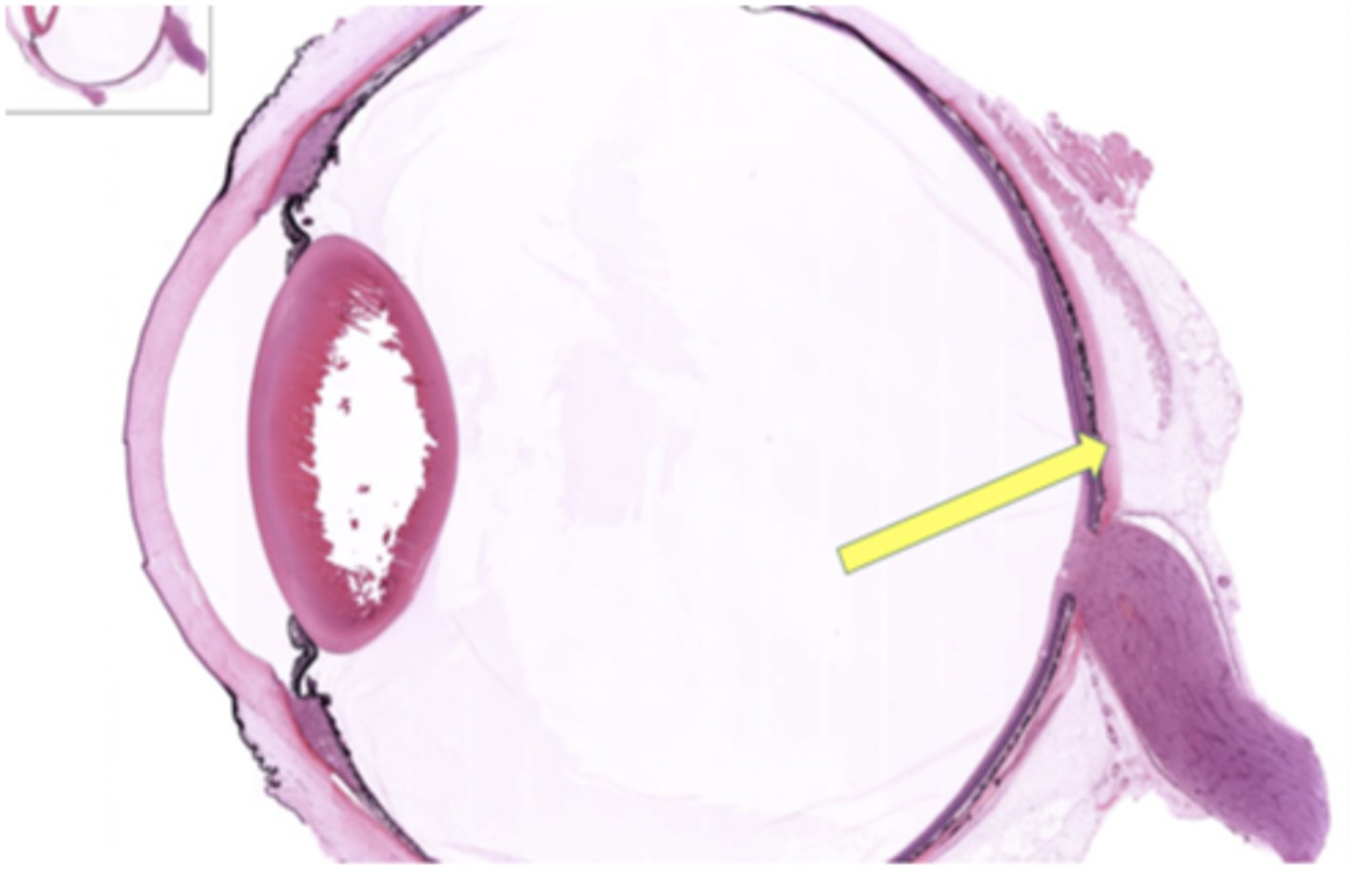 <p>Identify the general structure or layer</p>