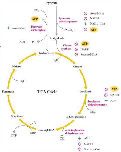 <ul><li><p><span><strong>Allosteric activation</strong> of isocitrate dehydrogenase by ADP (<strong>energy state</strong>)</span></p></li><li><p><span><strong>NAD+/NADH ratio (redox state)</strong></span></p></li><li><p><span>Inhibition of relevant enzymes by acetyl-CoA and succinyl-CoA <strong>(availability of energy-rich compounds)</strong></span></p></li></ul><p></p>