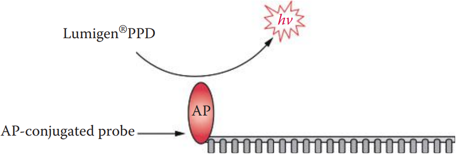 Detection system using AP-conjugated probe. Chemiluminescence is generated by using the Lumigen® PPD as an AP substrate.