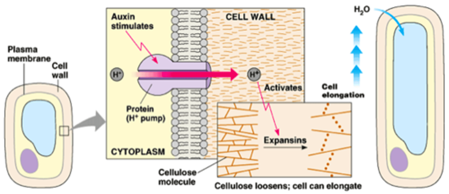 <p>1. auxin binds to receptor proteins on the membranes of cells on the side away from the light</p><p>2. auxin binding activates H+-ATPases (proton pumps) in the plasma membrane</p><p>3. H+-ATPases pump protons at an increased rate into the cell wall resulting in the acidification/lowering of the pH in the cell wall</p><p>4. acidification loosens the bonds between the cellulose molecules</p><p>--&gt; this is facilitated by expansins (type of protein)</p><p>5. simultaneously, K+ channels in the plasma membrane open resulting in an influx of K+ ions into the cell and a lowering of the internal water potential</p><p>6. water enters cells via osmosis</p><p>7. internal turgor pressure increases and cell wall stretches resulting in cell wall elongation</p>
