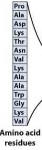 <p>sequence of amino acids in protein</p>