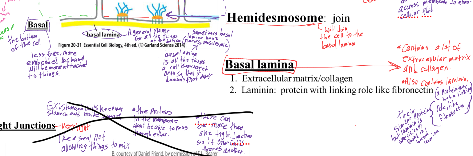 <p>it is all the things at the bottom of the cell (bone, muscle etc.) it is the extracellular matrix.</p><ul><li><p>its also contains LAMININ a protein that is similar to fibronectin except its only found in basal lamina. (links to things)</p></li><li><p>the cell binds to the things (collagen, laminin) in the basal lamina so it doesn’t fly away. </p></li></ul><p></p>