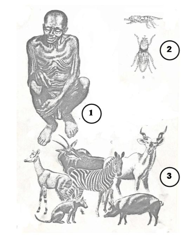 <p>what parasite?</p><p>disease?</p><p>vector?</p><p>location?</p>