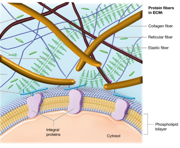 <p>orange rods; most common protein in ECM; high tensile <strong>stiffness</strong> = resists being pulled</p>