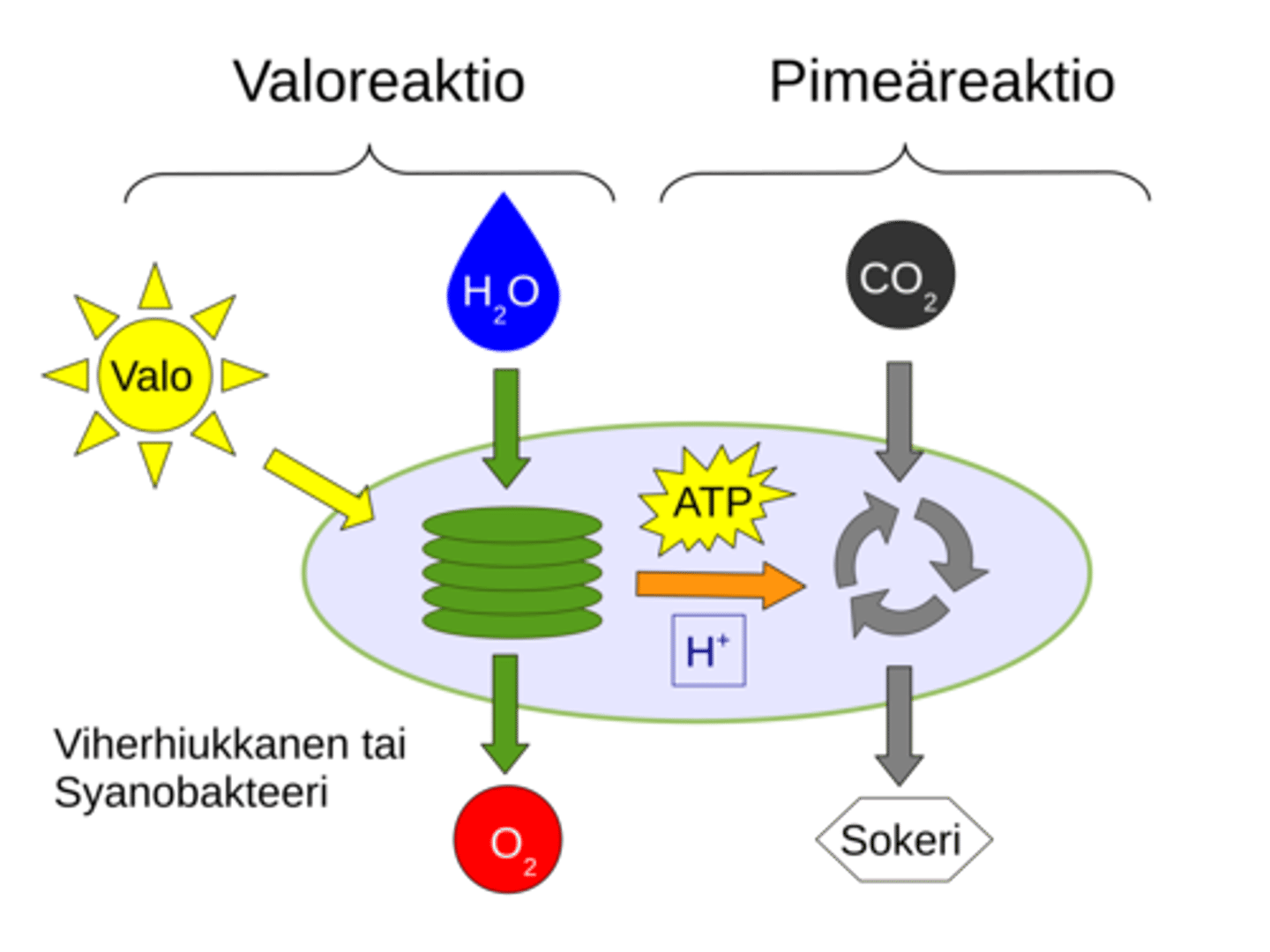 <p>Auringon valoenergian avulla tapahtuvaa yhteyttämistä, jossa valmistetaan hiilidioksidista ja vedestä sokeria ja samalla vapautuu happea. Sokeriin sitoutuu Auringosta lähtöisin olevaa valoenergiaa kemiallisena energiana. Fotosynteesiä tapahtuu viherhiukkasissa</p>