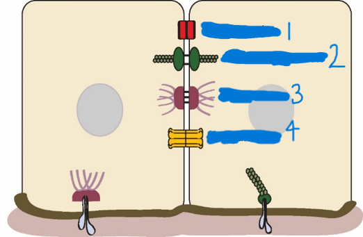 <p>Which is a tight junction?</p>