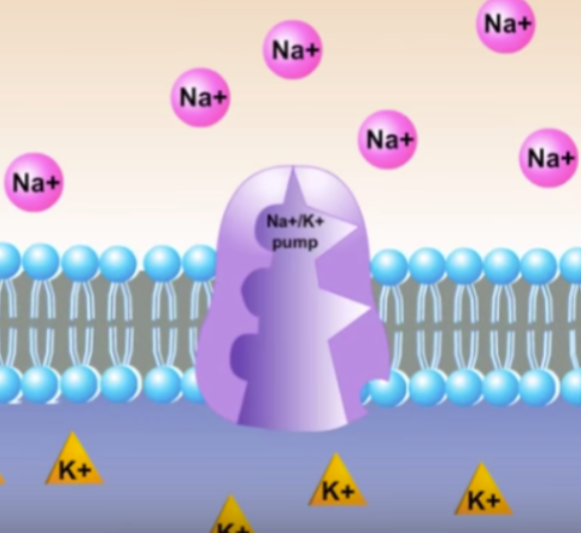 <p>Active transport of Na+ to extracellular fluid and K+ ions to the intracellular fluid across the cell membrane re-establishes an electrochemical gradient which has potential energy.</p><p>1. 3 sodium ions (Na+) bind to the pump</p><p>2. A phosphate from ATP is donated to the pump (Energy used)</p><p>3. The pump changes shape and releases Na+ outside of the cell</p><p>4. 2 potassium ions (K+) bind to the pump and a transferred into the cell</p><p>5. The phosphate group is released and the pump returns to its original shape</p>