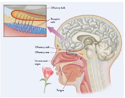 The Chemical Sense Of Smell