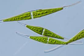 <p><em>Algea: </em></p>