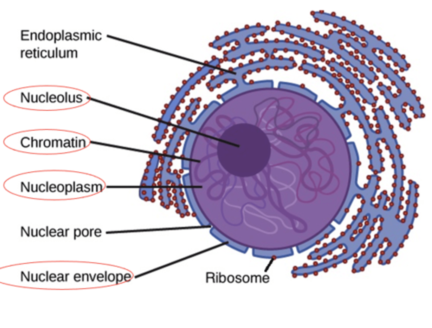 <p>What is the nuclear envelope of the nucleus?</p>