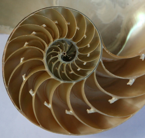 nautilus