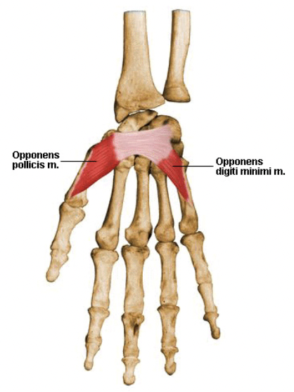 action:

Draws 1st metacarpal to oppose thumb toward center of palm and rotates it medially.