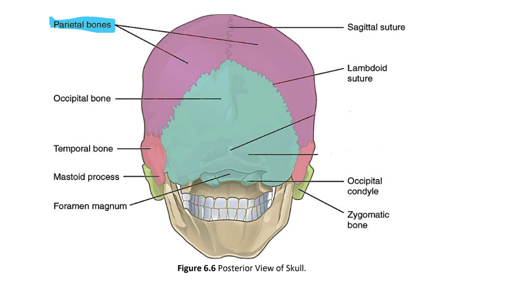<p>parietal bones</p>