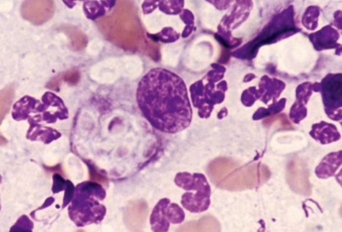 term image