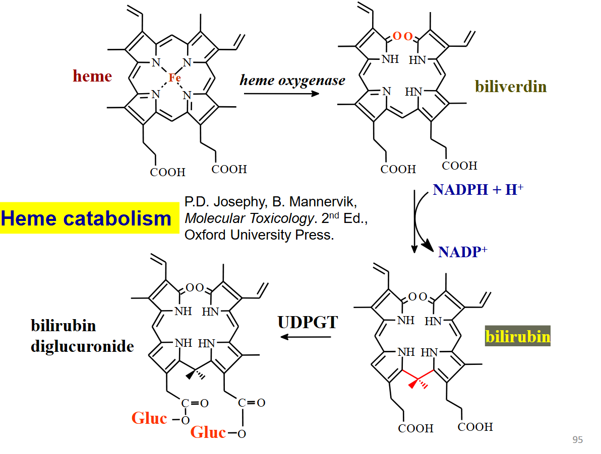 <p>heme catabolism </p>