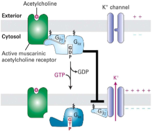 <ul><li><p><span style="color: rgb(0, 0, 0);">I. Muscarinic (responsive to<br>muscarine) vs. <strong>nicotinic </strong>(responsive<br>to nicotine) <strong>acetylcholine</strong><br><strong>receptors </strong>(AChRs)</span></p></li><li><p><span style="color: rgb(0, 0, 0);">II. <strong>M2 mAChR </strong>(GPCR expressed in<br>heart, neurons, &amp; smooth muscle) is<br>activated by ACh</span></p></li><li><p><span style="color: rgb(0, 0, 0);">III. G-alpha i inhibits AC; activation of<br>K+ channel by Gbeta y(beta gamma) causes long<strong> hyperpolarization </strong>of<br>cardiac muscle cells, slowing<br>rate of heart contraction</span></p><p>(looking at M2 in pic)<br></p></li></ul><p></p>