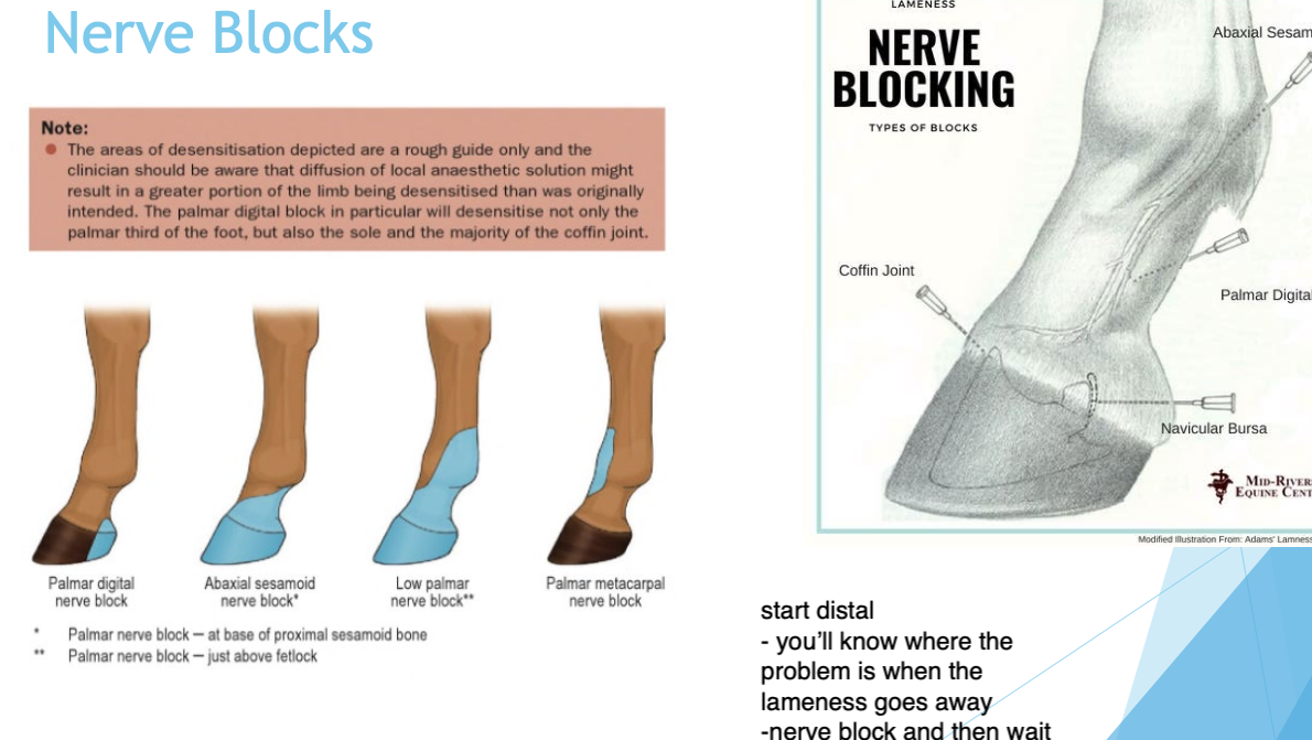<ul><li><p>Use carbocaine</p></li><li><p>Start distal then work your way up the limb (with shot of carbocaine)</p></li><li><p>you’ll know where the problem is when the lameness goes away</p></li><li><p>Nerve block shot → wait ~ 10 mins → trot exam</p></li></ul><p></p>