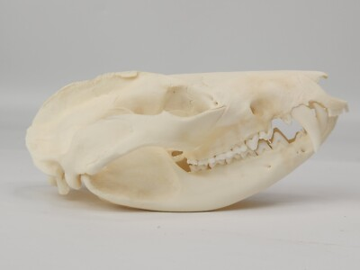 <p>What species?</p>