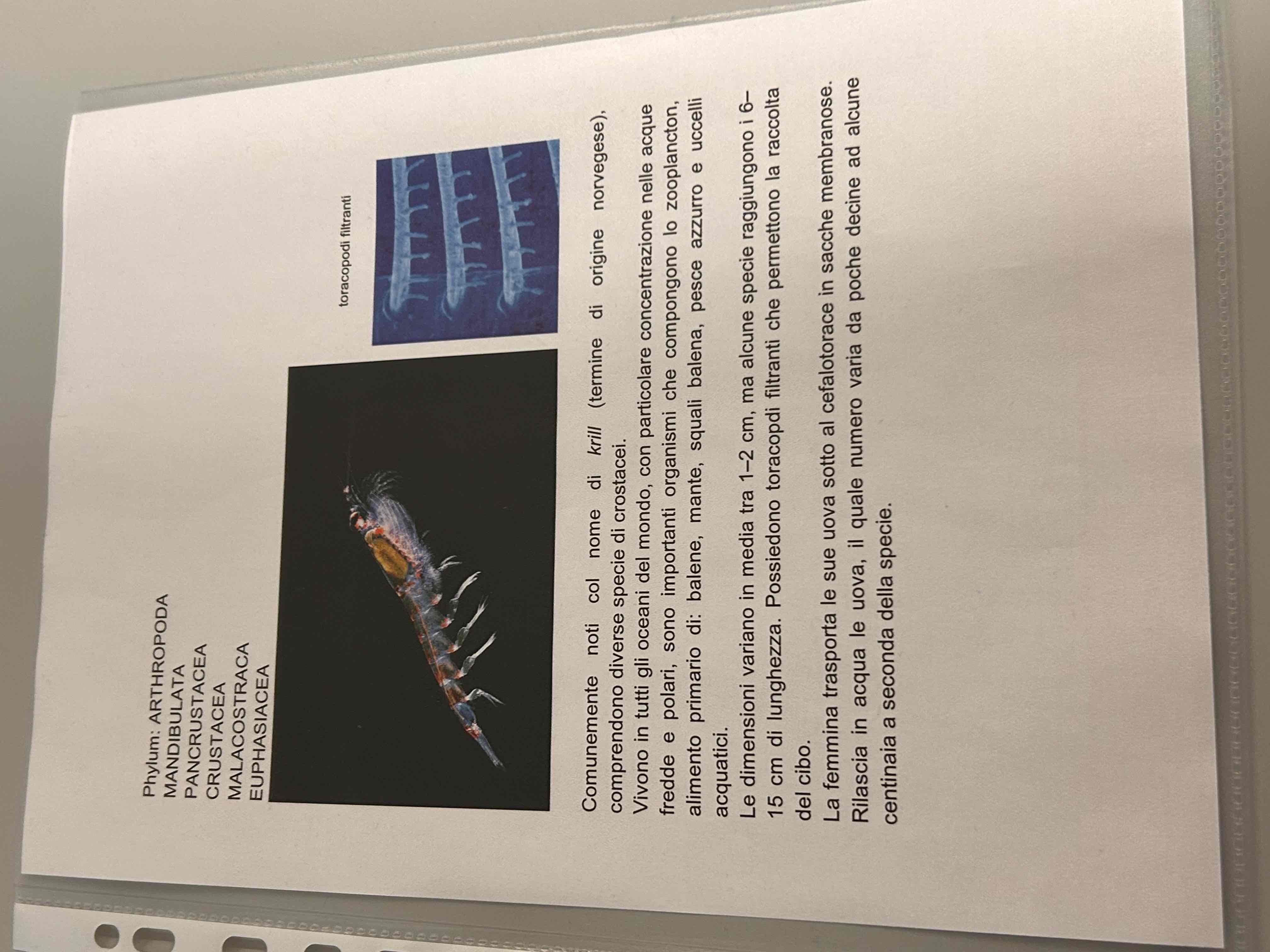 <p>Crostacei</p><p>Malacostraca</p><p>(Euphasiacea)</p><p>Krill</p>