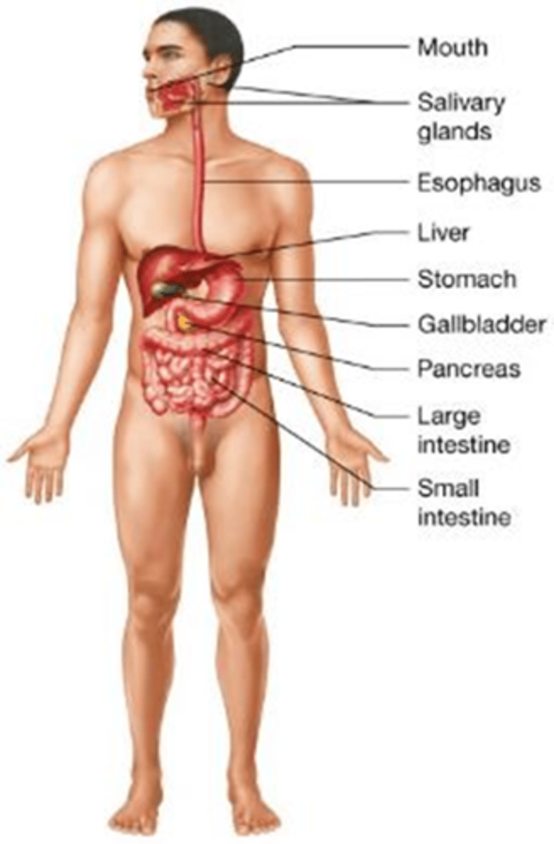 <p>Which body system digests food, absorbs nutrients into the blood, removes food waste, and regulates fluid, electrolyte, and pH balance?</p><p>A) Urinary system</p><p>B) Digestive system</p><p>C) Lymphatic system</p><p>D) Endocrine system</p>