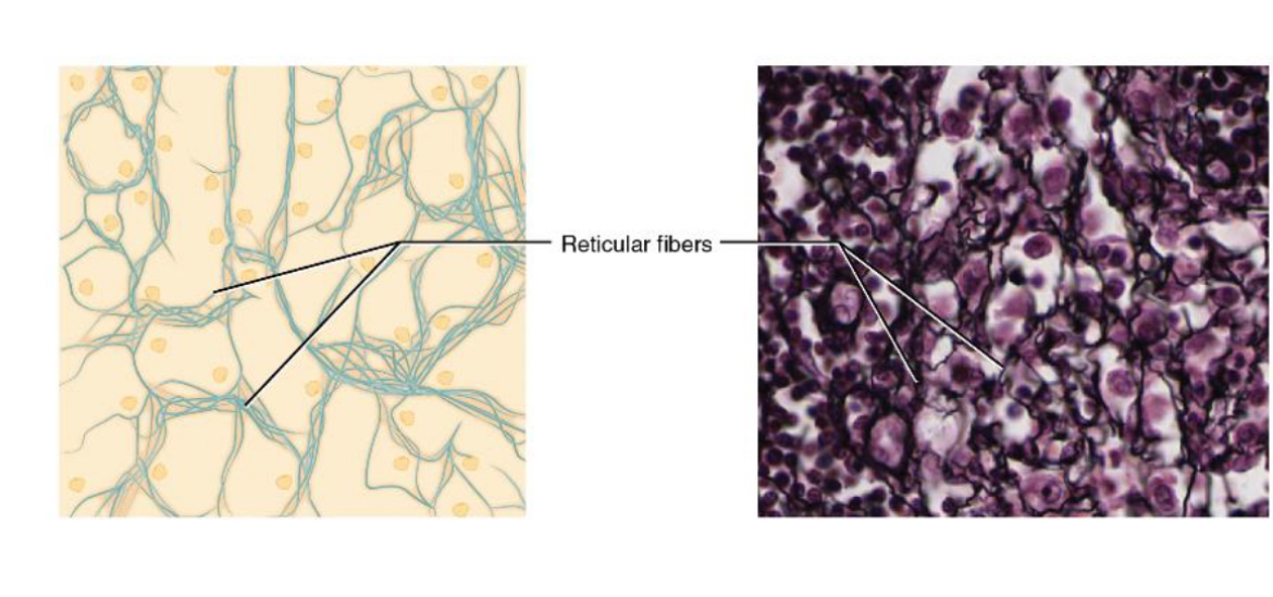 <p>Provides a supportive framework for soft organs.</p><p>Loose connective tissue made up of reticular fibers.</p><p>Found in the immune organs</p>