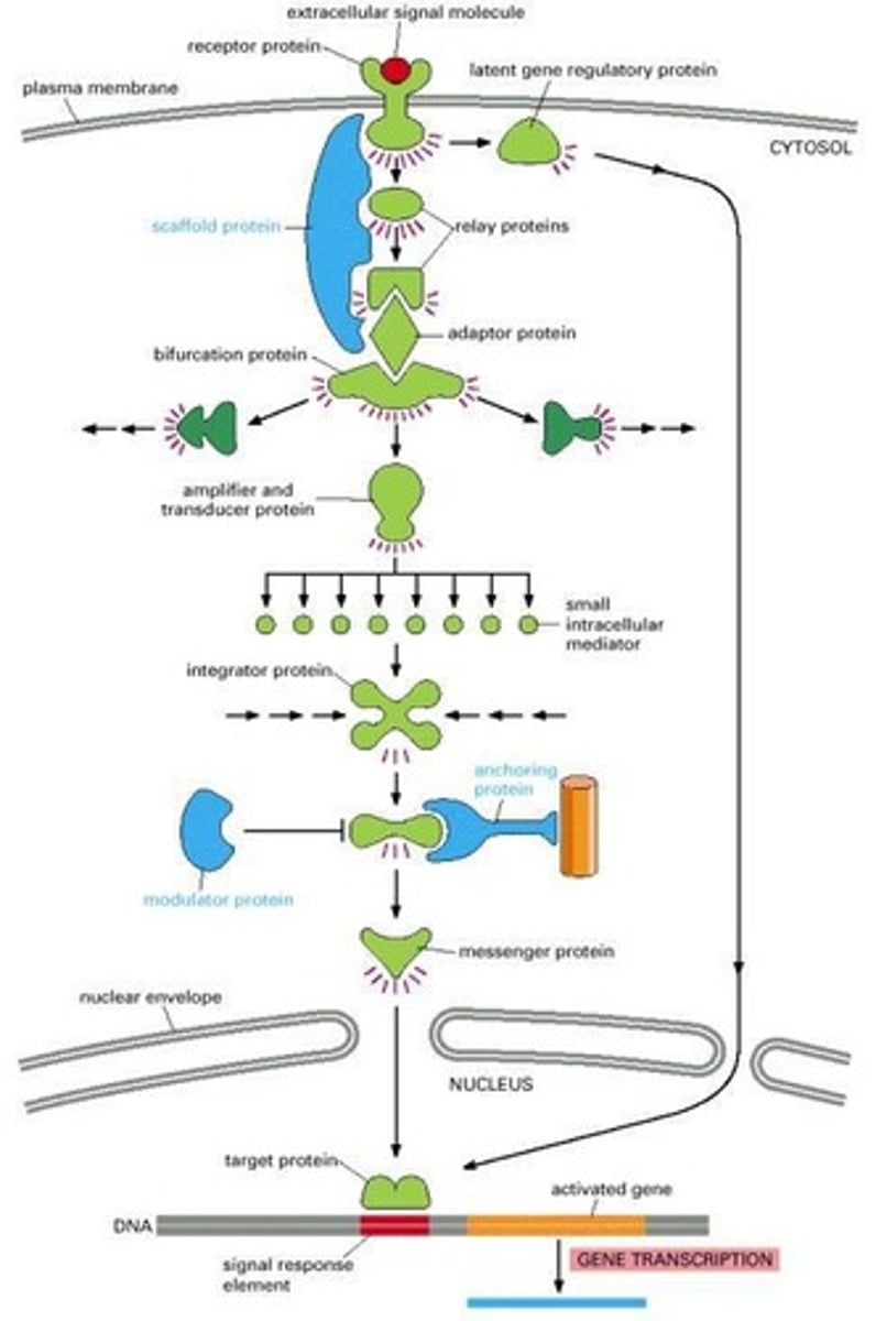 <p>The process by which a cell converts an external signal into a functional response.</p>