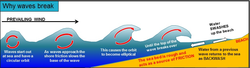<ol><li><p>in open water, little horizontal movement of water; moves up and down(vertical).</p></li><li><p>as waves approach coastline, it encounters increasing contact with shelving sea bed, which exerts frictional force on base of wave.</p></li><li><p>this changes normal circular orbit of wave into elliptical. </p></li><li><p>as wave gets closer to coast, impact of friction grows, with top of wave moving faster than the base of the wave.</p></li><li><p>eventually, a critical point is reached where top of the wave(crest) cuves over and creates a breaking wave</p></li><li><p>water flows up the beach as swash, and loses energy so gravity pulls water back down as backwash.</p></li></ol>
