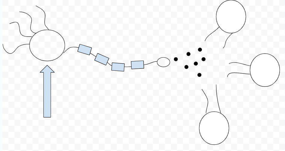 <p>cell body</p><p>nucleus located here</p>