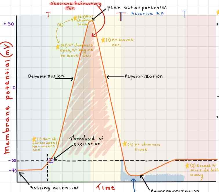 <p>Repolarization</p>