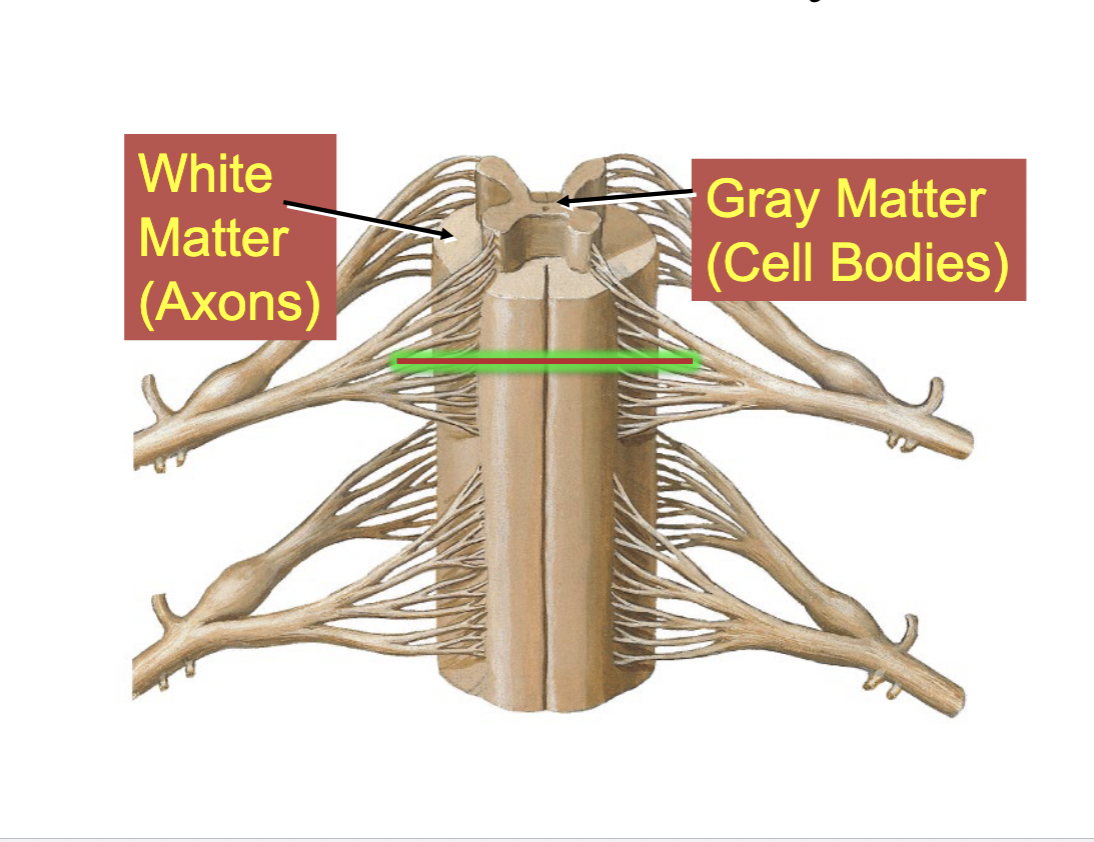 <p>white matter &amp; gray matter</p>