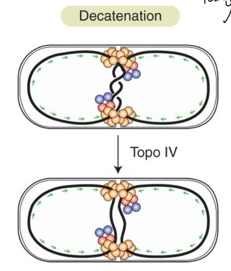 <p>Similar mechanism to Xer</p><ul><li><p>THREAD DNA back + Forth until <strong>TANGLE = ALIGNED in the Middle/SEPTUM</strong></p></li><li><p>Topoisomerase = Cut 1 strand + thread other through</p></li></ul><p></p>