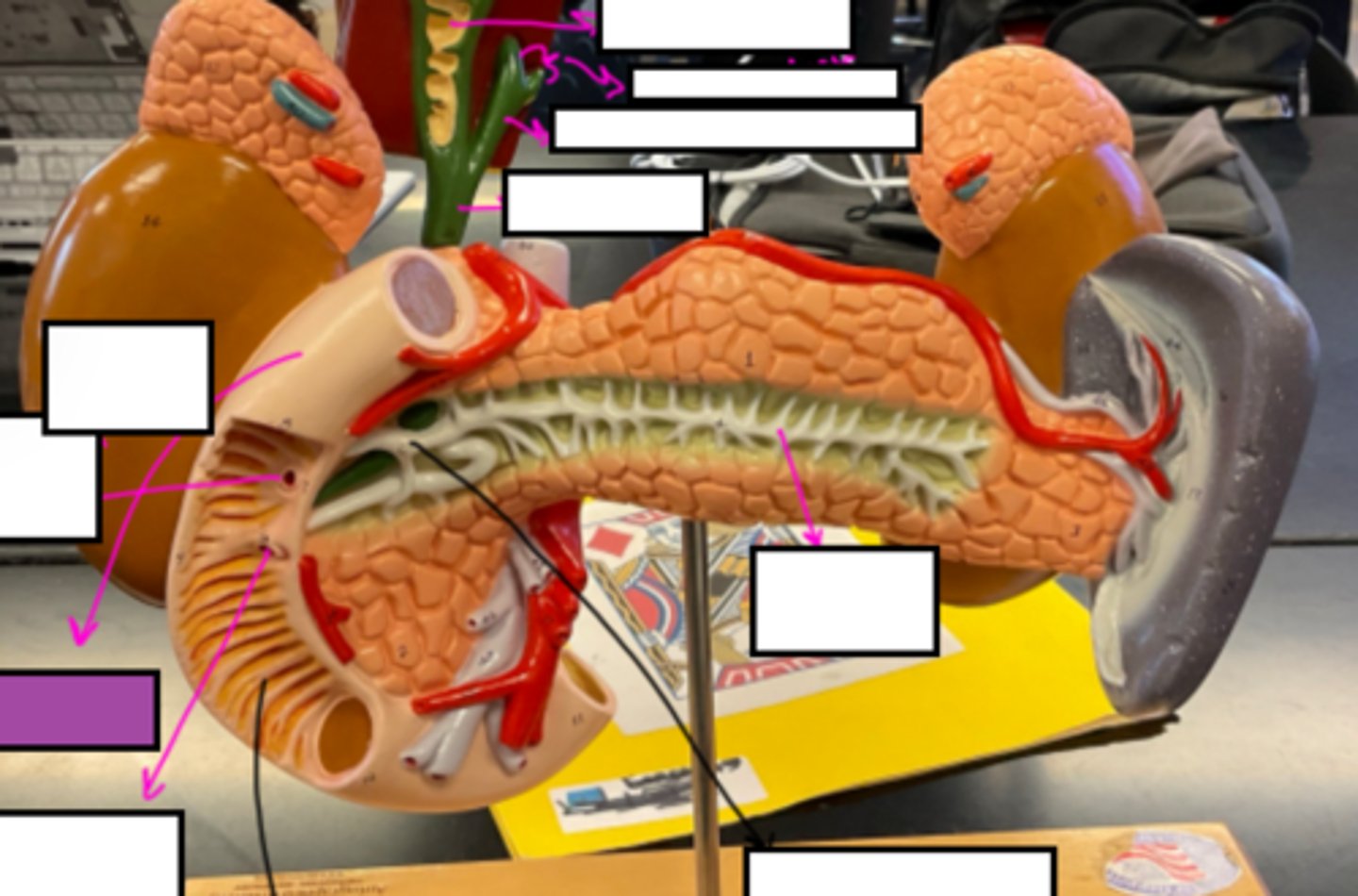 knowt flashcard image