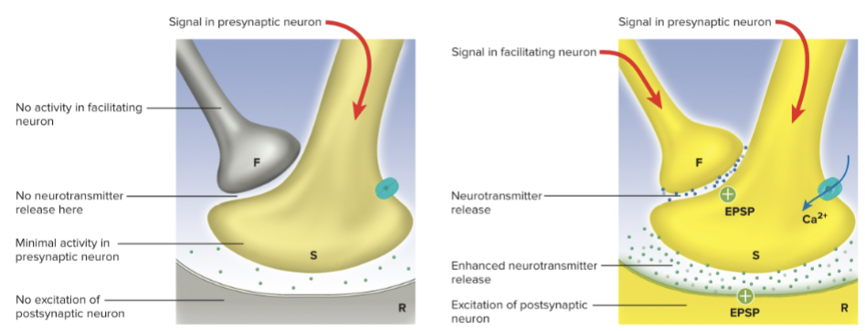 <p>increase in amount of neurotransmitter released from presynaptic terminal</p>